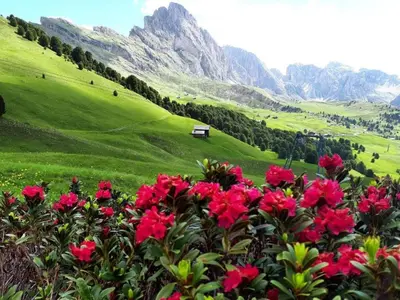a field of red flowers with mountains in the background at Apartment Cesa Vedla DOLOMITES by Interhome in Bulla