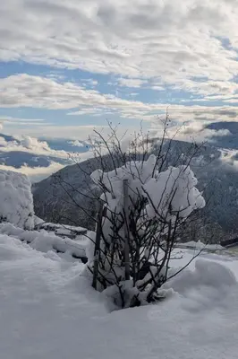 a bush covered in snow on top of a mountain at Apartment App- Haselstaude by Interhome in Maranza