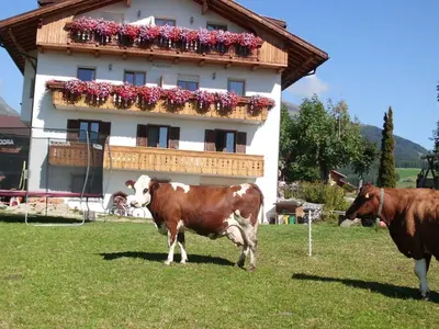 two cows standing in a field in front of a building at Apartment Rosenheim Appartement 2 by Interhome in Maranza