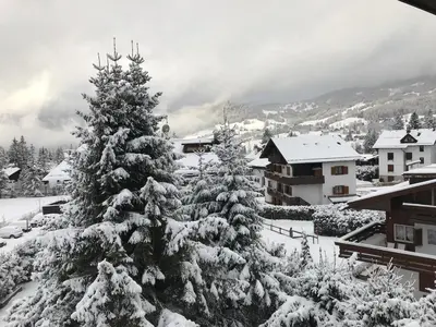 a group of pine trees covered in snow at 360-degree panoramic attic in Cortina in Cortina dʼAmpezzo