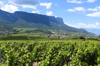a view of a vineyard with mountains in the background at Appartements Weisshauserhof in Appiano sulla Strada del Vino