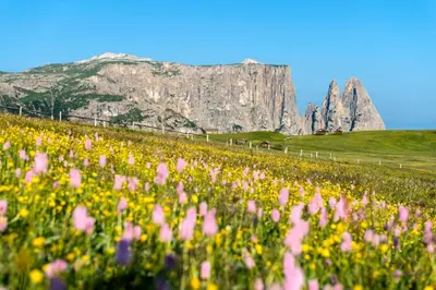 a field of flowers with a mountain in the background at Haus Pötzes in Castelrotto
