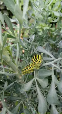 a yellow and black caterpillar on a plant at Room Erika, Obertörgglerhof in Brixen