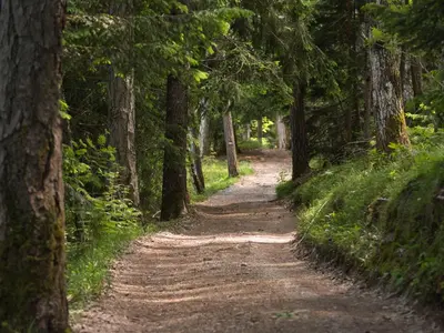 a dirt road through a forest with trees at Berggasthof Messnerhof in Barbiano