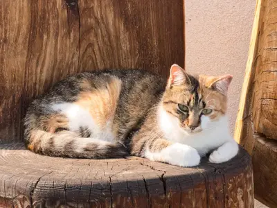 a cat sitting on top of a wooden chair at Berggasthof Messnerhof in Barbiano