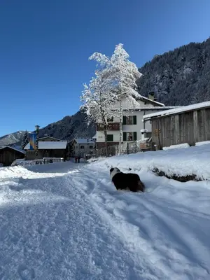 a dog laying in the snow in front of a house at B&B Ciesa la Vèrda in Rocca Pietore