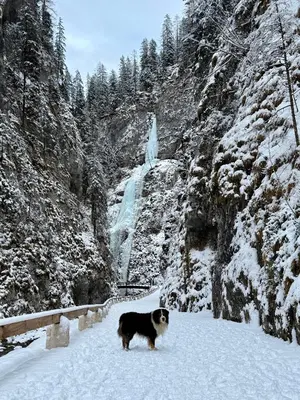 a dog standing in the snow in front of a waterfall at B&B Ciesa la Vèrda in Rocca Pietore