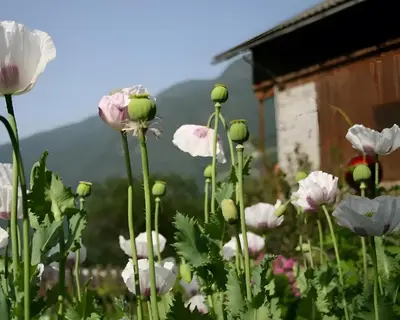a field of flowers in front of a cabin at Felderhof in Villa Ottone