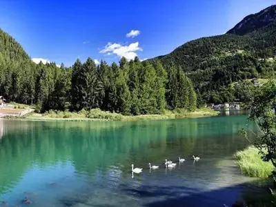 a group of white birds swimming in a lake at Appartamento Italia in Alleghe