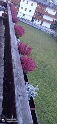 a row of purple plants on a fence at Sweet Home Cortina in Cortina dʼAmpezzo