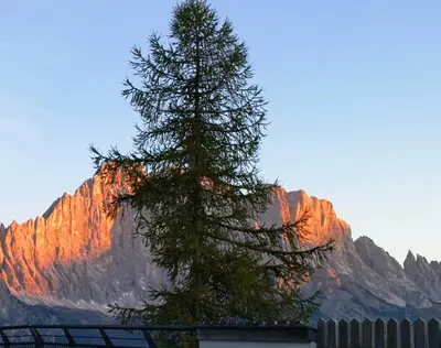 a pine tree in front of a mountain at Balcone sul Civetta in Colle Santa Lucia