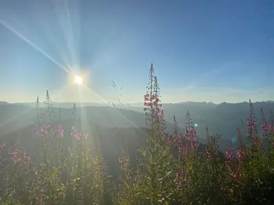 a field of flowers with the sun in the background at Berghaus-Olymp Kronplatz in Brunico