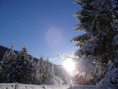 a snow covered tree with the sun shining through it at Camping Castelpietra in Fiera di Primiero