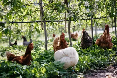 a group of chickens standing in a field at Baumgartnerhof in Lagundo