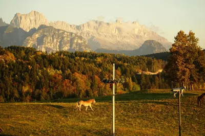 a horse in a field with mountains in the background at Gasthof Mesnerwirt in Auna di Sopra