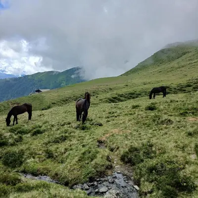 three horses grazing on a grassy hill in a field at Pension Wirt am Bach in Terento
