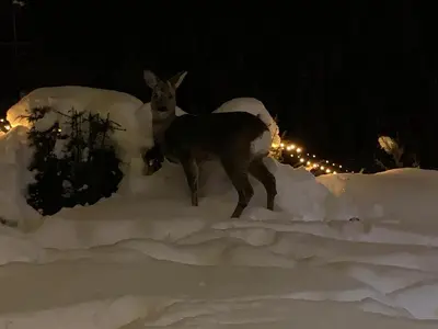 a deer standing in the snow at night at Casa Vacanze Villa Elena in Alleghe