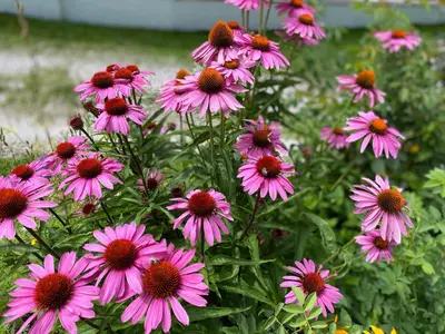 a bunch of pink flowers in a garden at Im weißen Schlössl Friedemann in Rasùn di Sotto