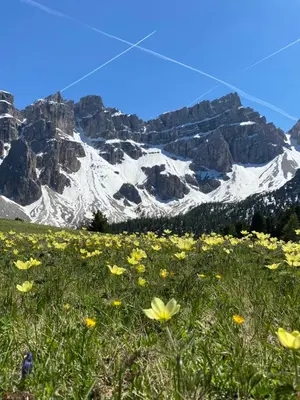 a field of flowers in front of a snow covered mountain at Appartamenti la Fontana in San Martino in Badia