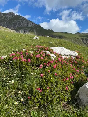 a field of pink flowers in a grassy field at Appartamenti la Fontana in San Martino in Badia
