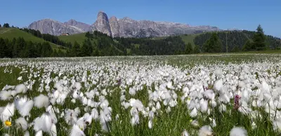 a field of white flowers with mountains in the background at Chalet Apartments Ambria in La Villa