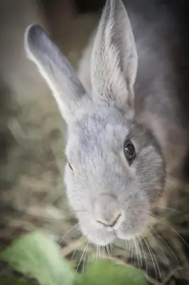 a gray rabbit is looking at the camera at Almhotel Lenz in Valdaora