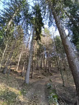 a dirt trail in a forest with tall trees at Prünsterhof Schenna in Schenna