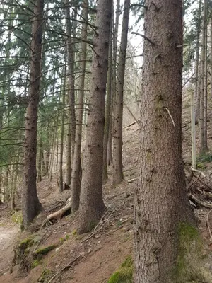 a group of trees on a dirt trail in the woods at Prünsterhof Schenna in Schenna