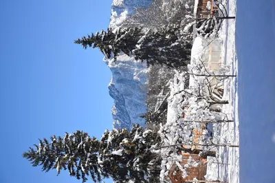 a building covered in snow with trees on it at Casa Franca in Cavalese