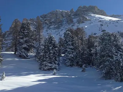 a group of trees in the snow on a mountain at Alps Residence in Nova Ponente