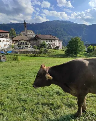 a brown cow standing in a field of grass at Almida in Castello di Fiemme