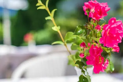 a bunch of pink flowers in a vase at Haus Oberhofer in Cornaiano