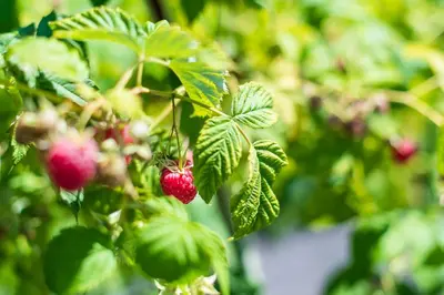 a bunch of red berries on a tree with green leaves at Haus Oberhofer in Cornaiano