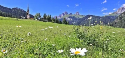a field of flowers in a field with a church at Albergo Arnica in Canazei