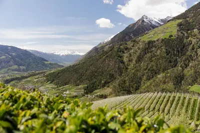 a view of a vineyard in a mountain valley at Hotel Mitlechnerhof in Schenna