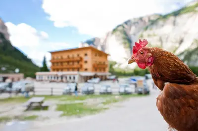 a chicken is standing in front of a mountain at Pederü in San Vigilio Di Marebbe