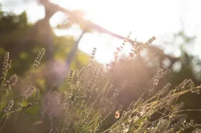 a field of tall grass with the sun in the background at Huberhof Meran in Merano
