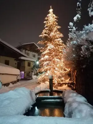a christmas tree with lights in a snowy yard at Appartamento Bellavista in Cavalese