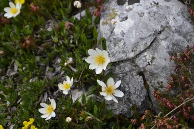 a group of white flowers on a rock at Apartment CANUS - Krumas Living - Kronplatz in San Lorenzo di Sebato