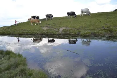 a group of cows standing on a hill next to a pond at Apartment CANUS - Krumas Living - Kronplatz in San Lorenzo di Sebato