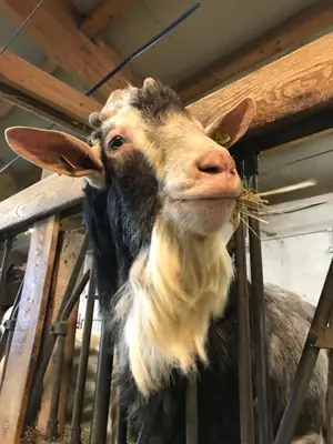 a goat is eating hay from a fence at Agritur Maso Piasina in Tesero