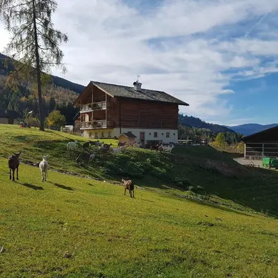 a group of animals in a field in front of a barn at Agritur Maso Piasina in Tesero