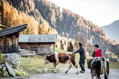 two men are standing next to two cows in a field at Duner Heuschupfe in Fundres