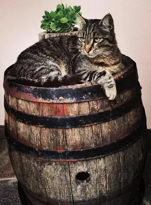 a cat laying on top of a wooden barrel at Pschoalhof in Lana