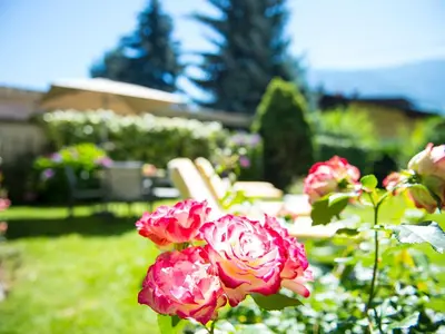 a group of pink flowers in a garden at Pension Lahn in Rablà