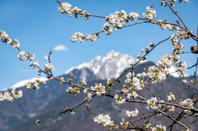 a branch of a cherry tree with mountains in the background at Georgenhöhe in Lana