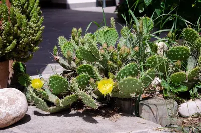 a group of cacti and flowers in a garden at Schupferhof in Petersberg