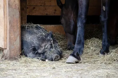 a pig laying in the hay next to a horse at Schupferhof in Petersberg