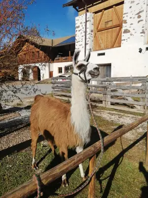 a goat tied to a fence with a rope at Schupferhof in Petersberg