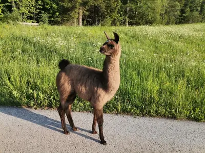 a llama standing on a road next to a field at Schupferhof in Petersberg